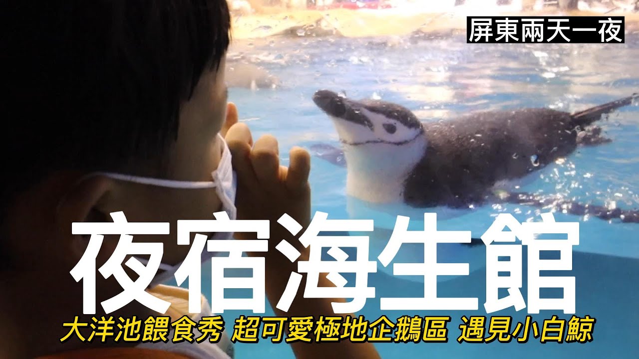 夜宿海生館 探索台灣水域館 大洋池餵食秀 超可愛極地企鵝區 遇見小白鯨【喵樂VLOG-156】 縮圖