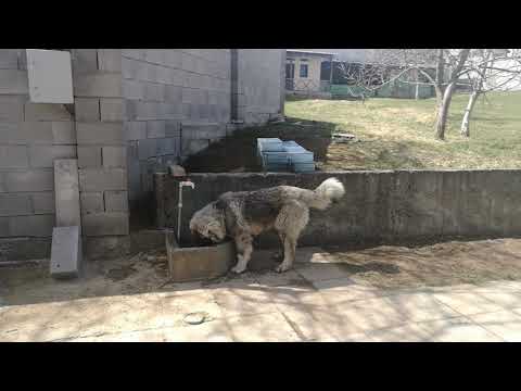 კავკასიური ქართული ნაგაზი -ურსა (7თვის)