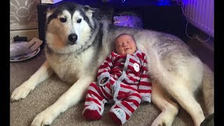 Best 4 weeks of my life! Millie the husky and Parker the best of friends!