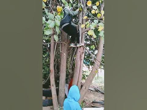 макака с красной какой - YouTube
