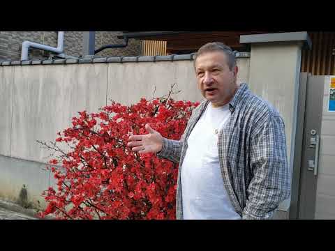 Video: Japanese Quince. Vegetative Propagation