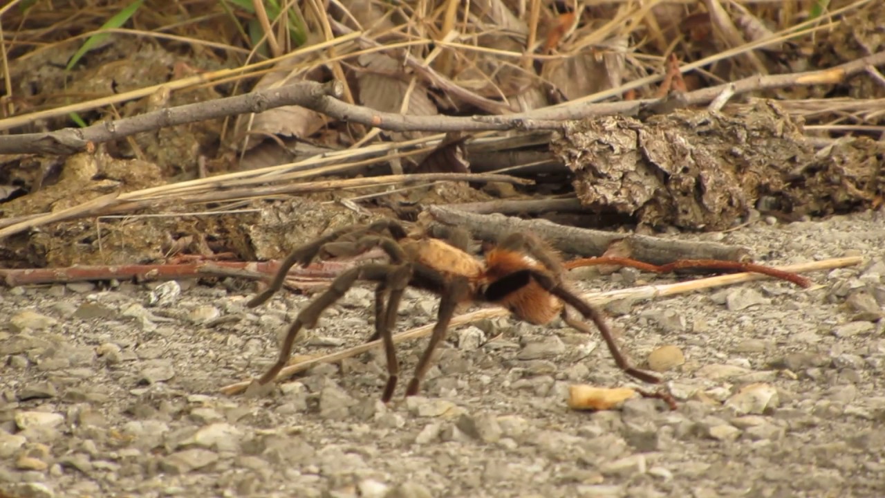Spotted this big tarantula in the Wichita Mountains Wildlife Refuge in