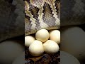 Close-Up of Python Laying Eggs | Amazing Reptile Birth Moment #ReptileBirth