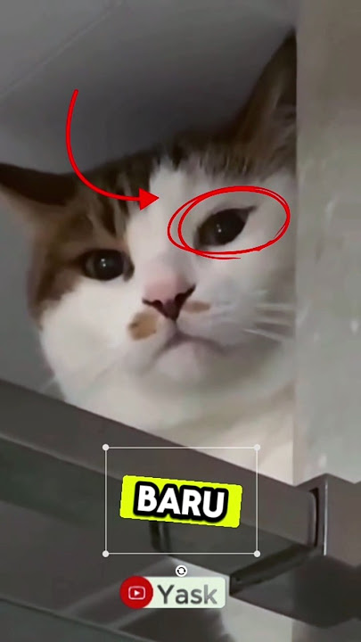 Ketahuan! Kucing Ini Ngintip Cewek Mau Mandi dari Atas Pintu! 😹🚿