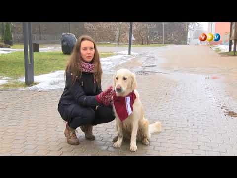 Video: Labradora Un Zelta Retrīvera Atšķirība