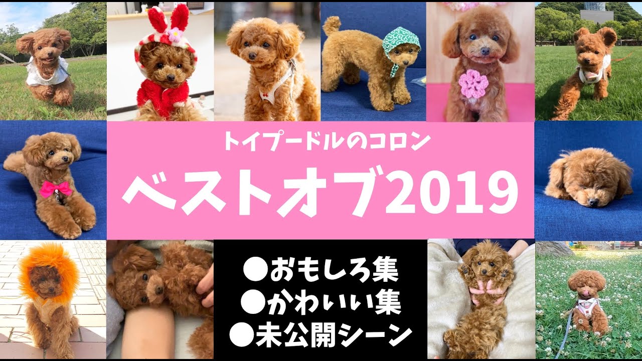 2019年まとめ 1年間のおもしろ かわいい 未公開シーンを詰め込んだベストオブ2019動画集 トイプードルのコロン Youtube