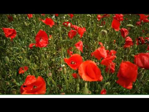 Psalm 108 OS