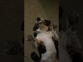 Winston the dog LOVES belly rubs