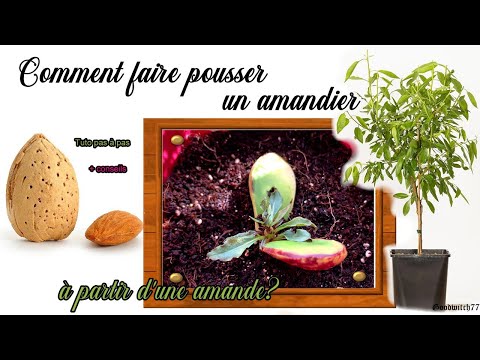 Comment faire pousser un amandier à partir d&rsquo;une amande ? How to grow almond tree from seeds?