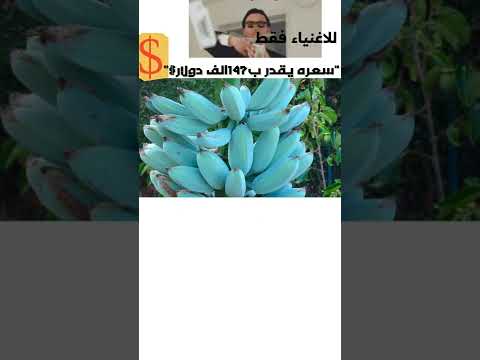 انواع الموز    