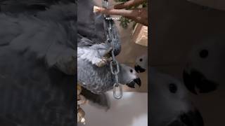 Baby African grey parrot playing hanging toys #birds