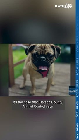 Six deformed pugs found abandoned in Clatsop, Columbia County