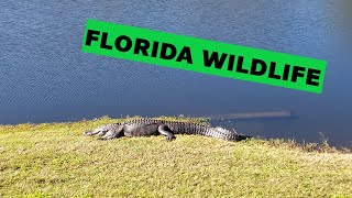 Florida Wildlife 2021