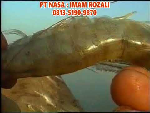fermentasi alami untuk pakan udang fermentasi alami untuk pakan udang