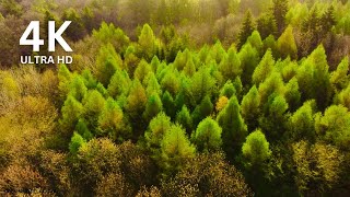 Fly Above and Through a Spring Forest with Soothing Forest Sounds. 4K Drone Footage.