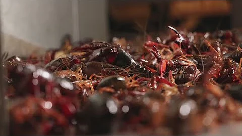 Amid Louisiana's crawfish shortage, governor issues disaster declaration