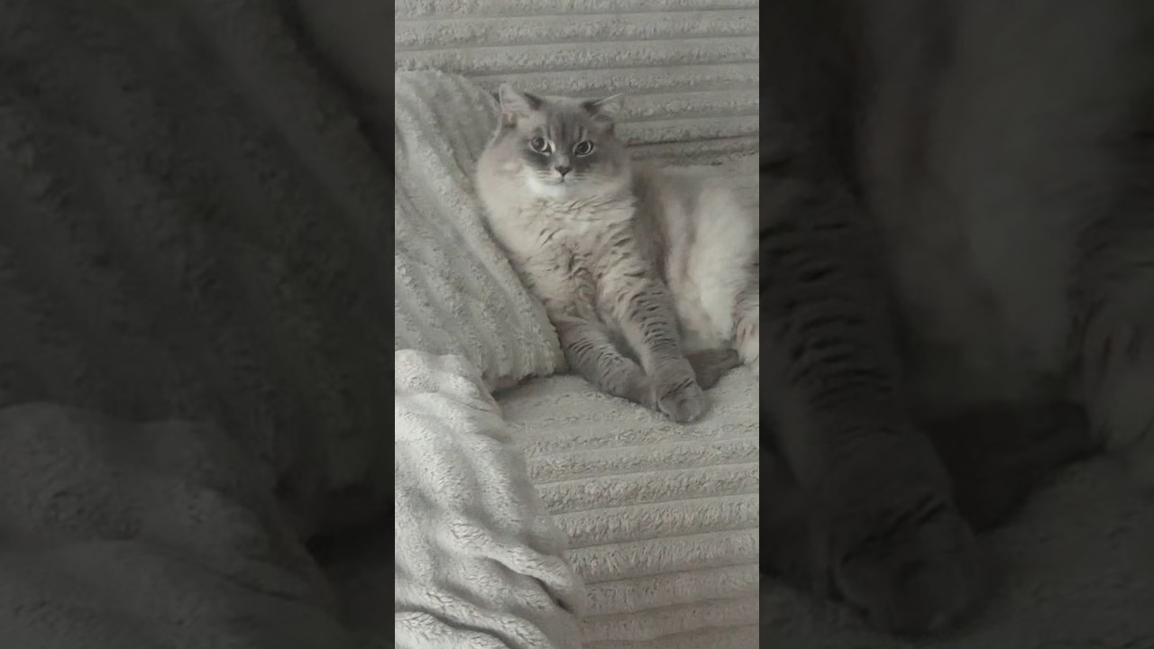 Рутинные разговоры с Котей 