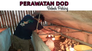 CARA MERAWAT DOD BEBEK PEKING F1 Malindo