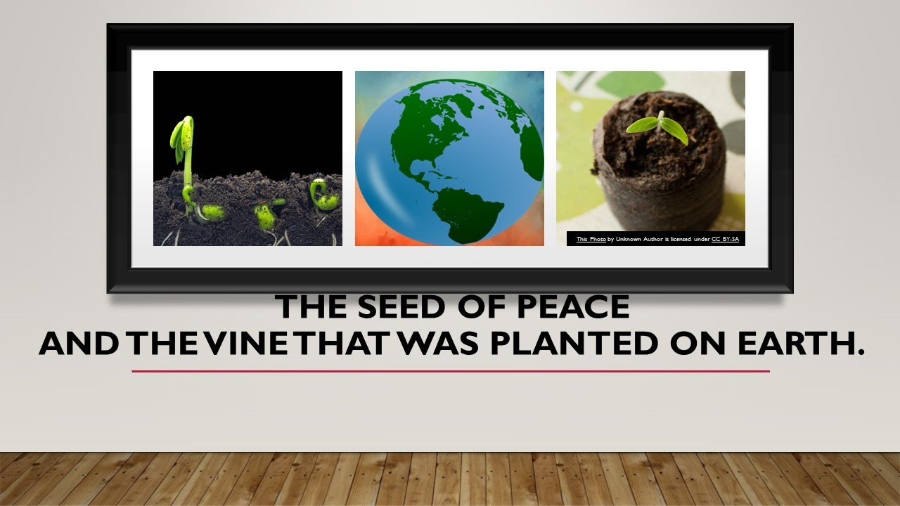 The seed of peace and the vine of the earth
