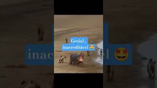 Definição de inteligência emocional, até no mundo animal? 😎#africa #viral #shorts