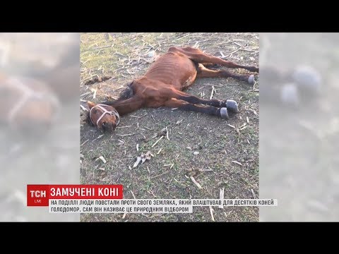 Жителі Кам'янця-Подільського повстали проти земляка, який морить голодом десятки своїх коней