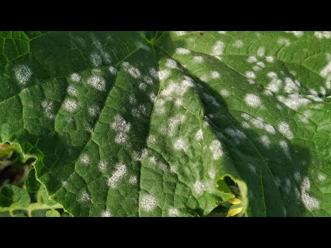 Wideo: Mączniak prawdziwy w dyniach - co zrobić dla mączniaka prawdziwego na liściach dyni