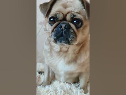 #милушка#смешные мопсики#funny pugs# - YouTube