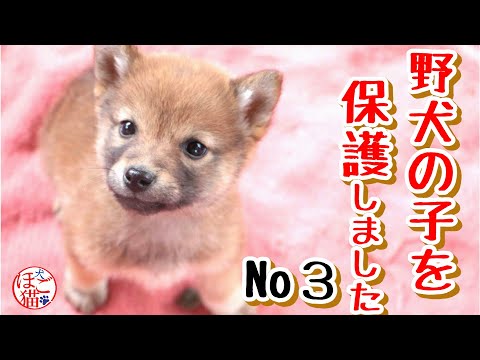 子犬の引っこし大作戦 (とっておきの動物ものがたり) 子犬と子猫の本気のバトルがはじまりました 「野犬の仔犬を保護