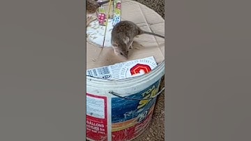 Pain Bucket Mouse Trap - DIY Part 03