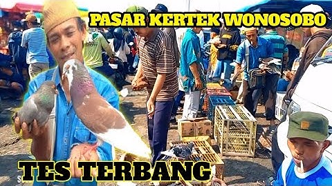 BELI MERPATI GIRINGAN DIPASAR KERTEK WONOSOBO PART 1