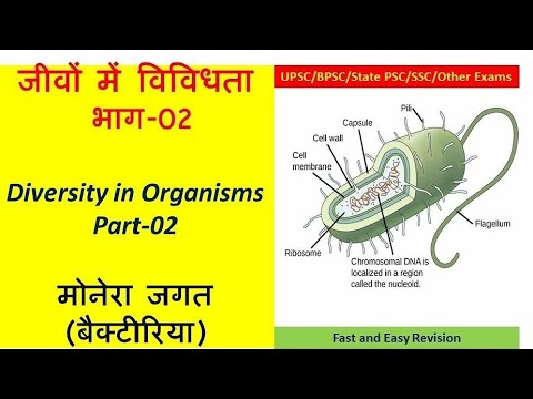 SC-13-B; Monera Kingdom ( Bacteria); मोनेरा जगत, जीवाणु जनित रोग, एंटीबायोटिक्स