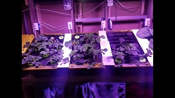 DIY Arduino Controlled Aeroponic Strawberries 2
