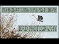 Photographing Nesting Herons/ Bird Photography