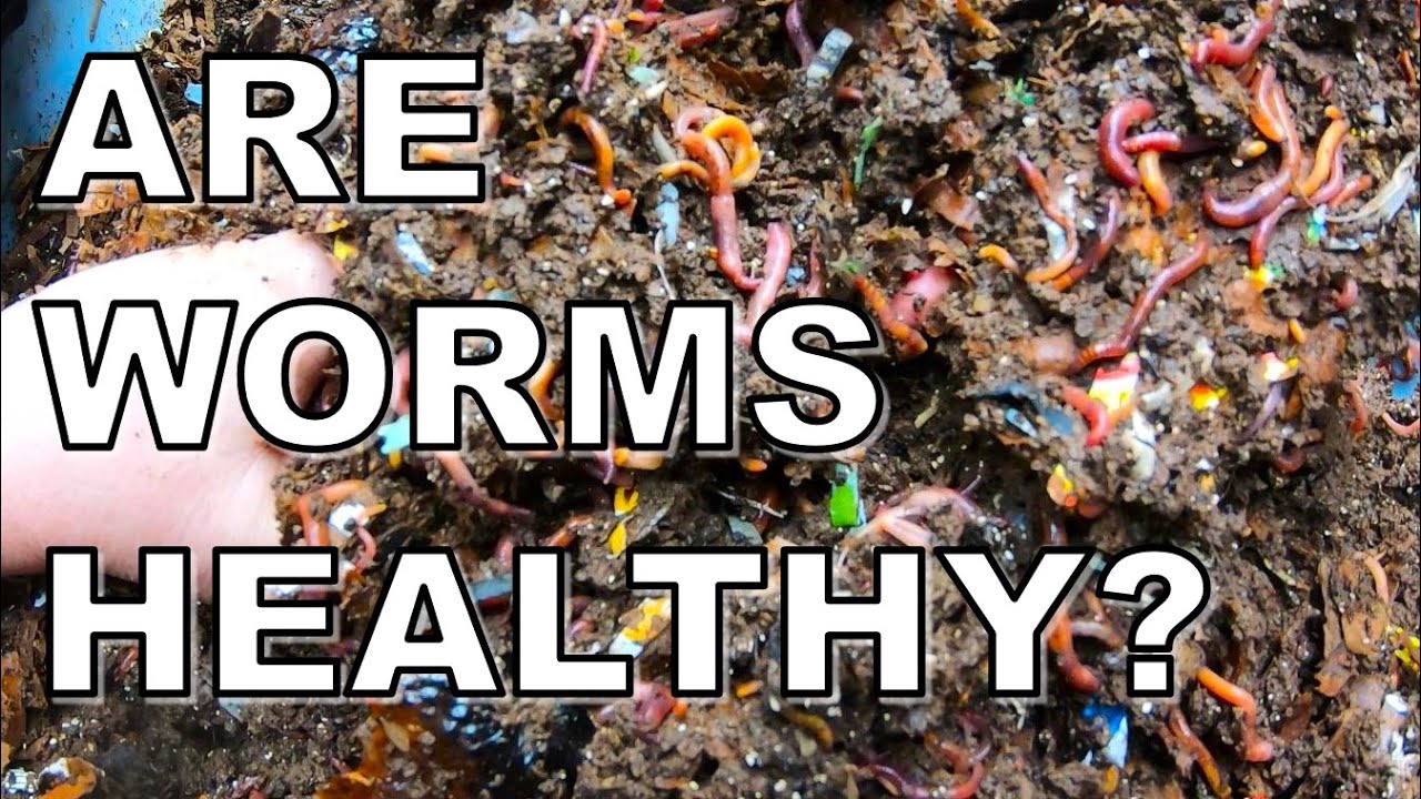 Worm Talk-Are My Worms Healthy- European Night Crawlers