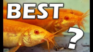 TOP 6 Reasons GOLDEN DOJO LOACHES Are THE BEST!