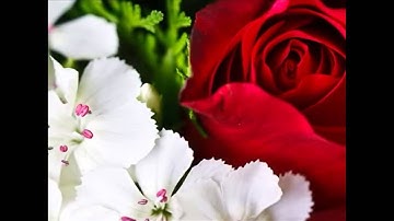 الشيخ عبدالودود حنيف سورة ( الزلزلة )