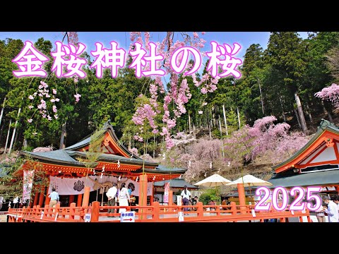 金桜神社の桜 2025 甲府市 | Cherry blossoms at Kanazakura