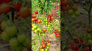 vegetable Gardening at home! growing tomatoes at home garden UK with lots of tomatoes  #tomatoes