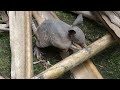 Armadillo bebé busca alimento bajo el suelo