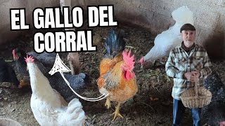 ¿Merece la pena tener gallinas? | Así va nuestro gallinero by Fanmascotas 2,679 views 1 month ago 9 minutes, 53 seconds
