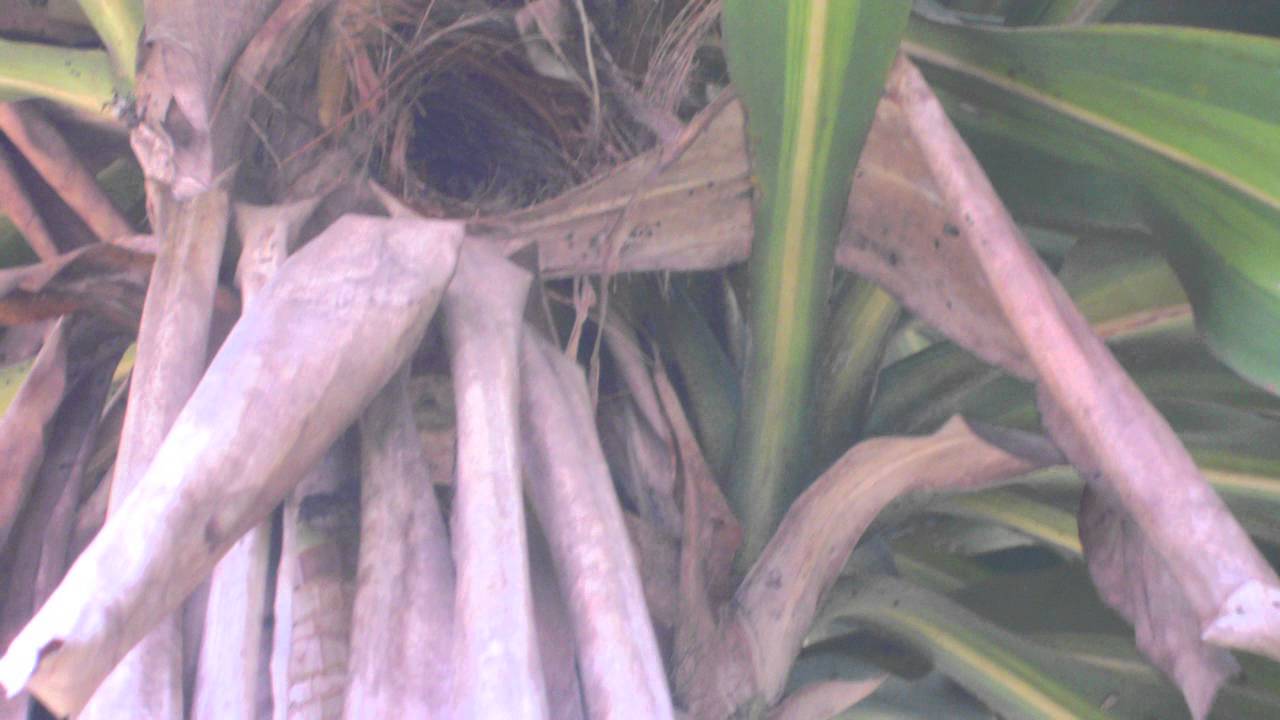 pitangaçu, pitanguá ou pitanguá-açu - NEINEI