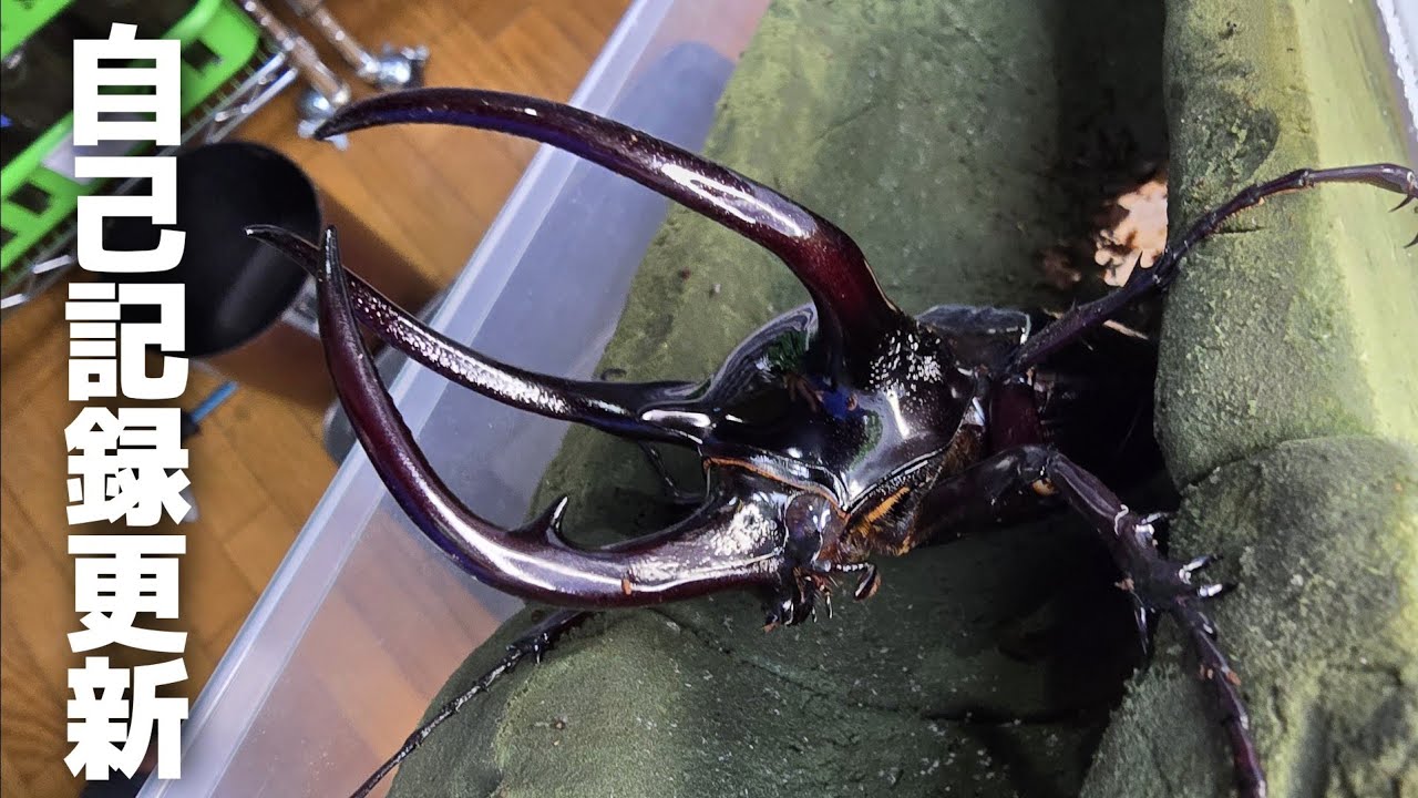 A giant rhinoceros beetle has emerged, breaking its own record