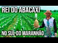 Colheita do Abacaxi