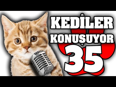 Konuşan Kediler #35 – En Komik Kedi Videoları