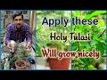 How to revive your dying tulasi plant  holy basil  homemade recipe