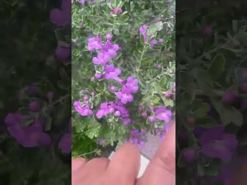 جمال زهور نبات ليكوفيليوم أو المرمية الفضية