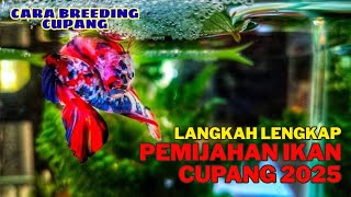 Complete Steps for Betta Fish Spawning – A Beginner's Guide 2025