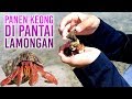Panen KEONG atau Kelomang. Giant hermit crab