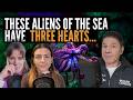 Hearts: Heart Stopping Frogs, Mystic Sea Angels and Three-hearted Cephalopods