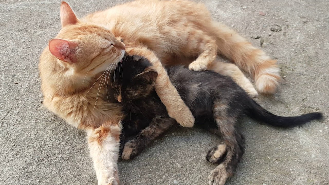Famille chat - YouTube